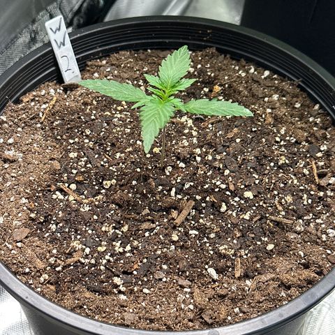 WWDA002 growlog timeline photo