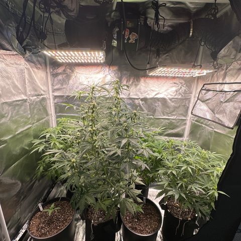 WWDA001 growlog timeline photo