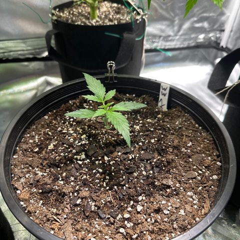 WWDA001 growlog timeline photo