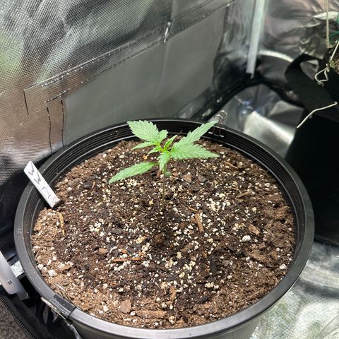 WWDA001 growlog timeline photo
