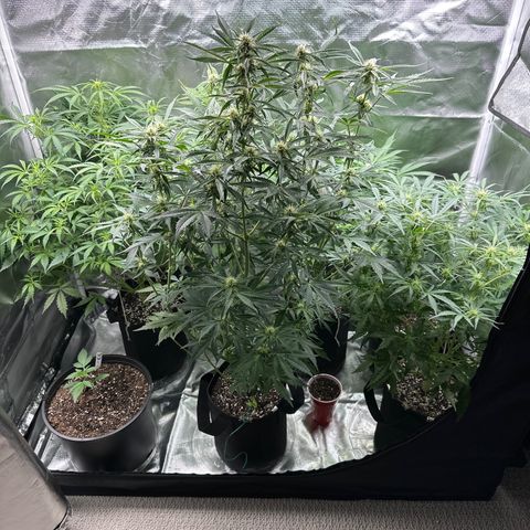 WWDA001 growlog photo: Random bag seed attempting today, will add to log if seed pops soil