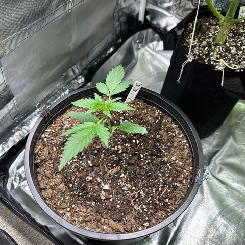 WWDA001 growlog timeline photo
