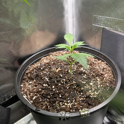 WWDA001 growlog timeline photo