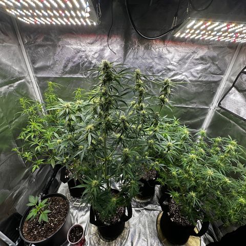 WWDA001 growlog timeline photo