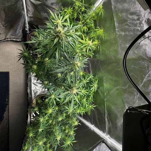 WWDA001 growlog timeline photo