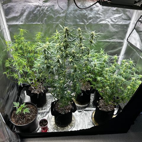 WWDA001 growlog timeline photo