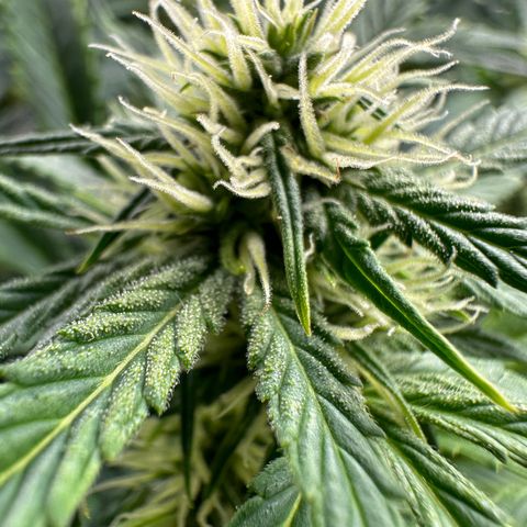WWDA001 growlog timeline photo