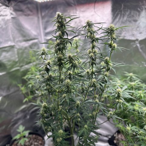 WWDA001 growlog timeline photo