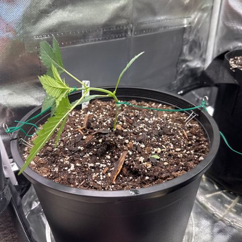 WWDA002 growlog timeline photo