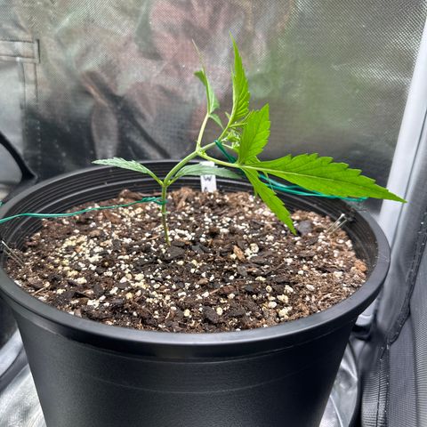 WWDA001 growlog timeline photo
