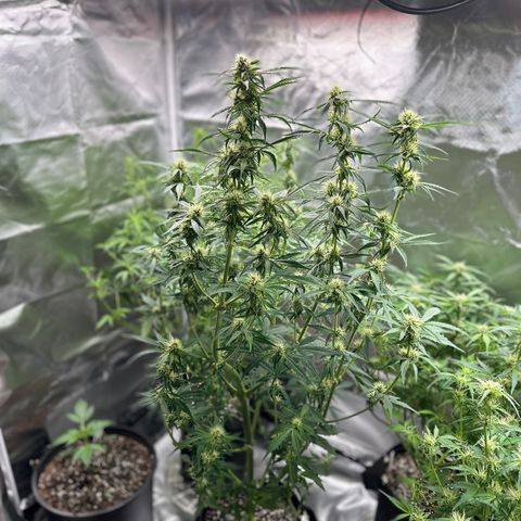 WWDA001 growlog timeline photo