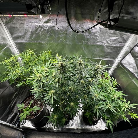 WWDA001 growlog timeline photo