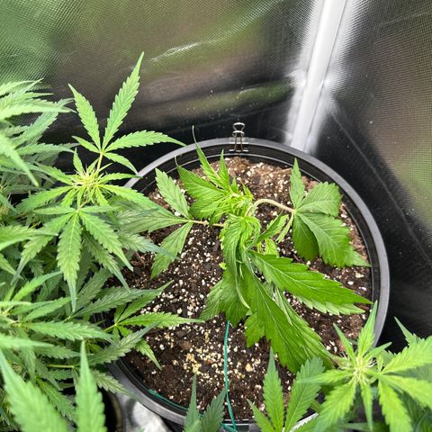 WWDA001 growlog photo: Released from LST for a bit to re-shape