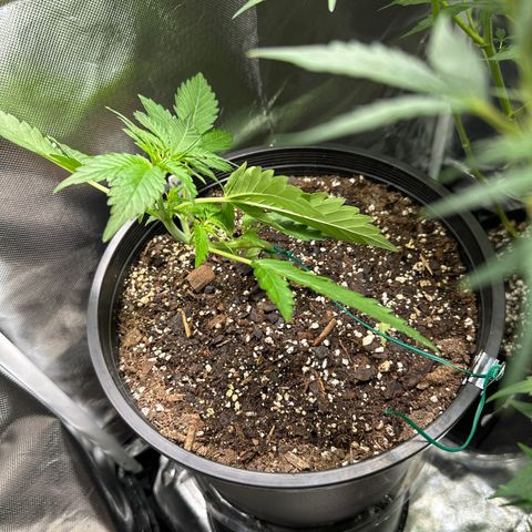 WWDA002 growlog photo: A lil mangled from LST. Released ties to allow stem some rest and to reshape 