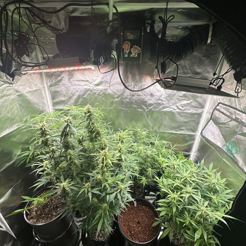 WWDA001 growlog timeline photo