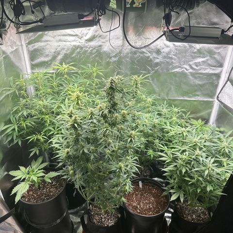 WWDA001 growlog timeline photo