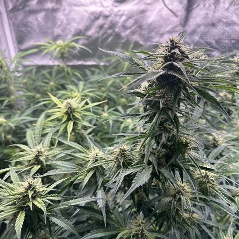 WWDA001 growlog timeline photo