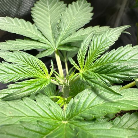 WWDA002 growlog timeline photo