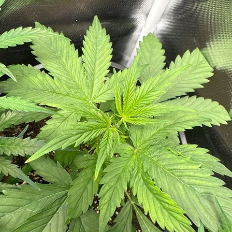 WWDA001 growlog timeline photo