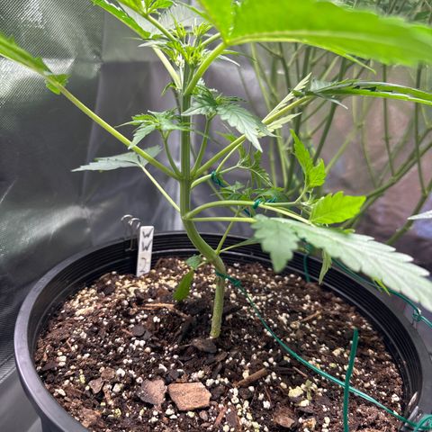 WWDA002 growlog timeline photo