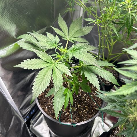 WWDA002 growlog timeline photo