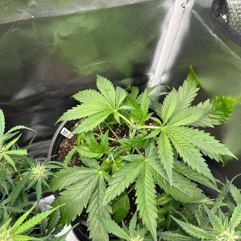 WWDA001 growlog timeline photo