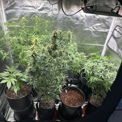 WWDA001 growlog timeline photo
