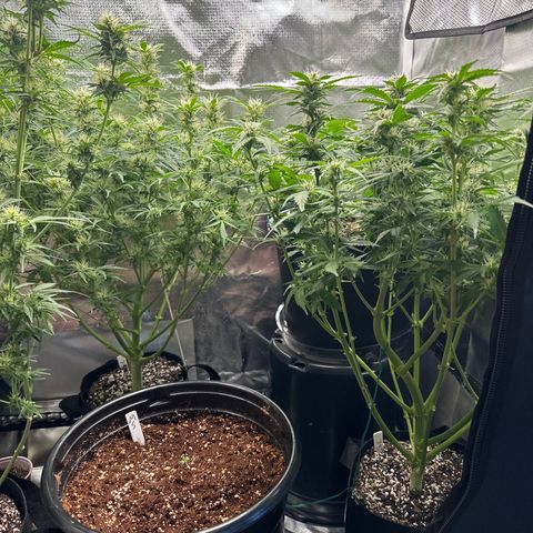 WWDA001 growlog timeline photo
