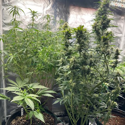 WWDA001 growlog timeline photo