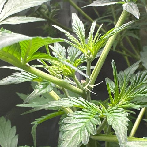 WWDA002 growlog photo: First pistol hairs