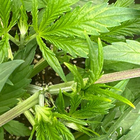 WWDA001 growlog photo: First pistol hairs 