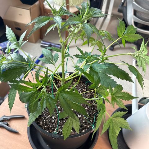 WWDA002 growlog timeline photo