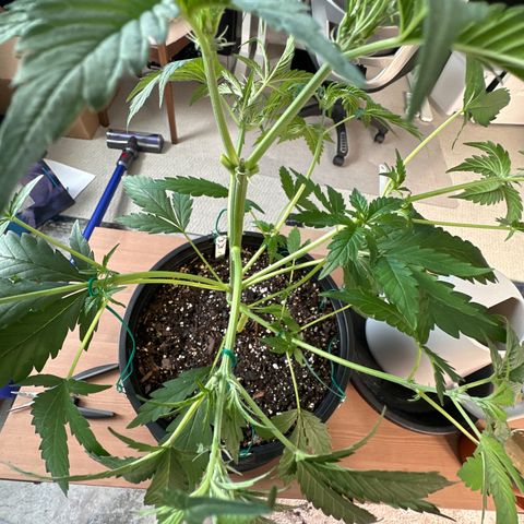 WWDA002 growlog timeline photo