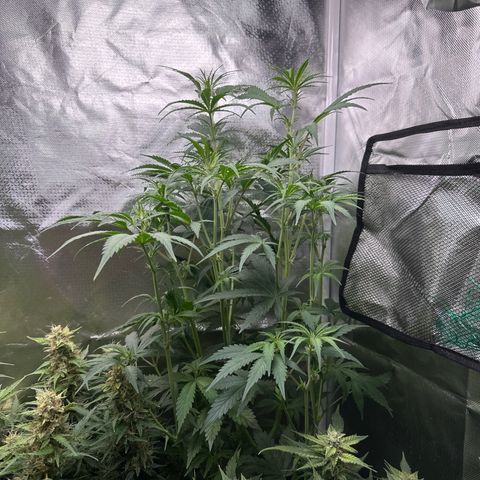 WWDA001 growlog timeline photo