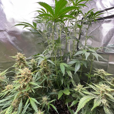 WWDA001 growlog timeline photo