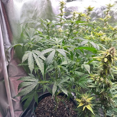 WWDA002 growlog timeline photo