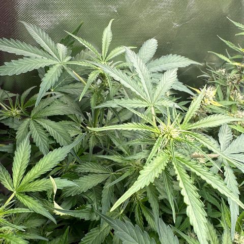 WWDA002 growlog timeline photo