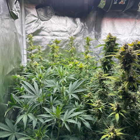 WWDA001 growlog photo: Some moves to adjust for canopy height. Swapped the white widows into each others spot and removed the risers, so now canopy is even. Swapped bucket for slightly shorter riser for mango smile. 