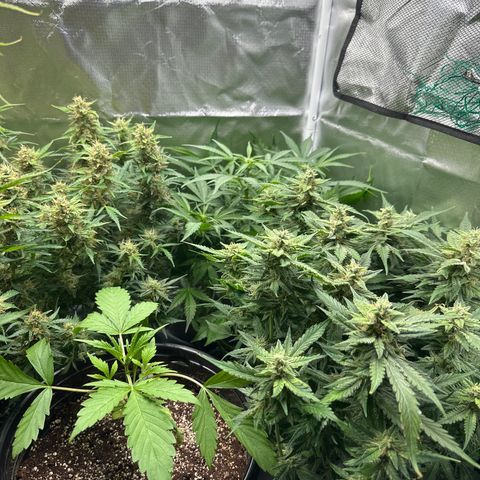 WWDA001 growlog photo: Some moves to adjust for canopy height. Swapped the white widows into each others spot and removed the risers, so now canopy is even. Swapped bucket for slightly shorter riser for mango smile. 