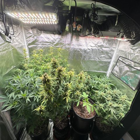 WWDA001 growlog photo: Some moves to adjust for canopy height. Swapped the white widows into each others spot and removed the risers, so now canopy is even. Swapped bucket for slightly shorter riser for mango smile. 