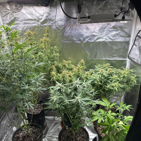 WWDA001 growlog timeline photo