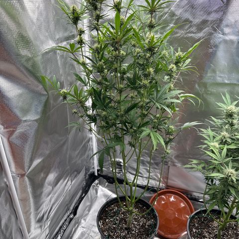 WWDA001 growlog timeline photo