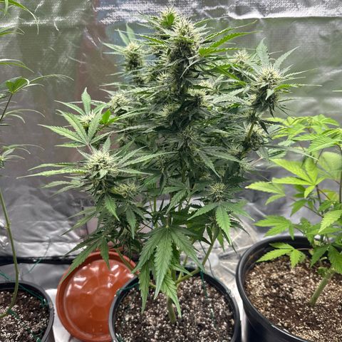 WWDA002 growlog timeline photo