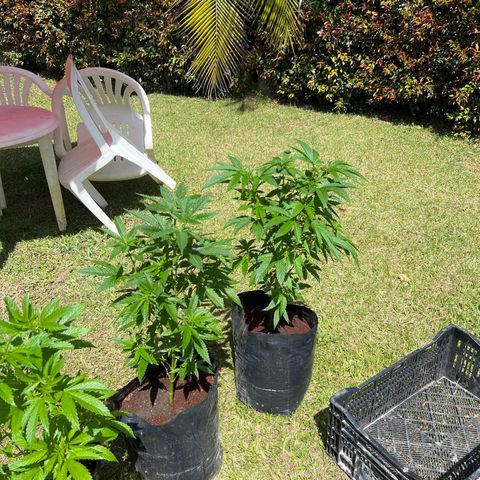 Ayahuasca  #1 growlog timeline photo