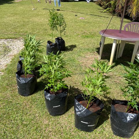 Ayahuasca  #1 growlog timeline photo