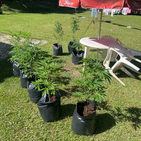 Ayahuasca  #1 growlog timeline photo