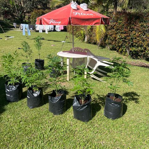 Ayahuasca  #1 growlog timeline photo