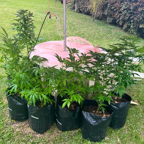 Ayahuasca  #1 growlog timeline photo