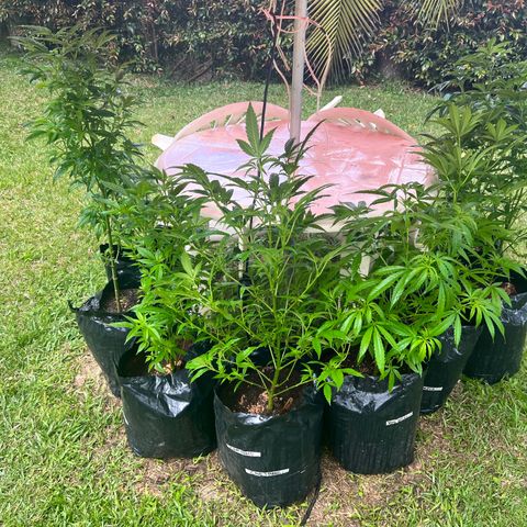 Ayahuasca  #1 growlog timeline photo
