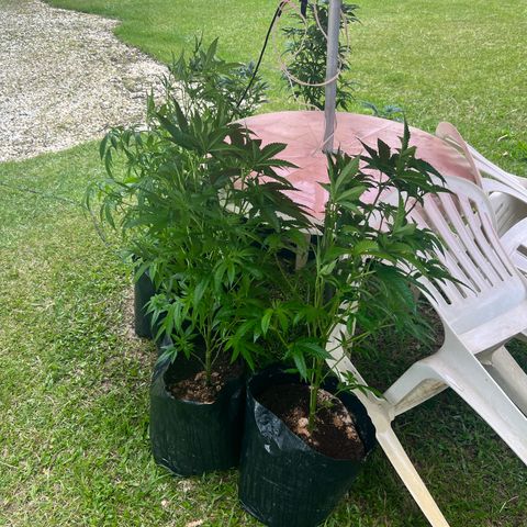 Ayahuasca  #1 growlog timeline photo